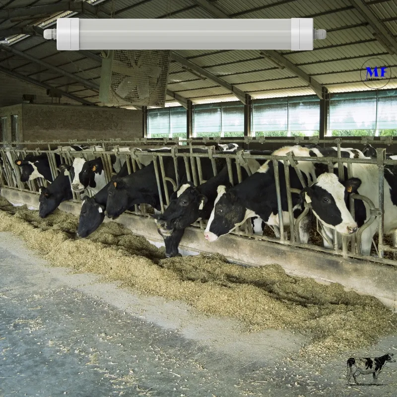 LED Tri-Proof Light Anti-Ammonia White Color Ik10 IP69K 0~10V Dim CCT Power Adjustable 170lm/W 1.6m for Diary Cow Sheep Farmyard Livestock 3